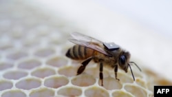 This undated handout picture released August 25, 2015 by Australia's national science agency the Commonwealth Scientific and Industrial Research Organisation (CSIRO) shows a micro-sensor glued onto the back of a honey bee to monitor its movements. 