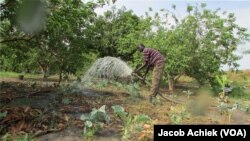 South Sudanese farmer Paul Alim Amuol waters crops on his 4.5-hectare farm in Bor, Jonglei state. Amuol says he needs better technology to boost production and to be able to get his crops to market before they go off.