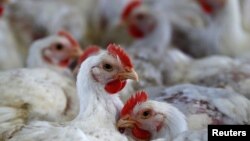 FILE - Chicken are pictured at a poultry factory in Lapa city, Parana state, Brazil, May 31, 2016. 
