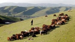 Qrim taqdiri - Qirg'iziston-O'sh - Omma fikri - Muhiddin Zarif