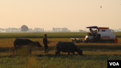 កសិករប្រើប្រាស់​ម៉ាស៊ីន​ច្រូតកាត់​ដើម្បី​ប្រមូល​ផលស្រូវ​នៅក្នុង​ឃុំកញ្ចំ ស្រុកពារាំង ខេត្តព្រៃវែង កាលពី​ថ្ងៃទី១៥ ខែវិច្ឆិកា ឆ្នាំ២០២០។ (ស៊ុន ណារិន/វីអូអេ)