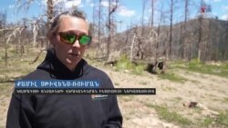 ԱՄՆ-ում փորձում են վերականգնել ավերիչ հրդեհներից ոչնչացված անտառները