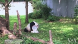 华盛顿国家动物园为大熊猫庆生