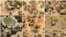 FILE - A combination photo shows dead elephants in Okavango Delta, Botswana, May-June, 2020. (Photographs obtained by Reuters/Handout via Reuters) 