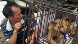中国玉林狗肉节 大批狗面临屠刀