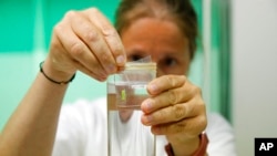 La chercheuse Paola Turini dans le laboratoire Avantea lors de l'insémination d'ovules des deux derniers rhinocéros blancs du Nord avec du sperme congelé d'un mâle de la même espèce à Cremona, en Italie.