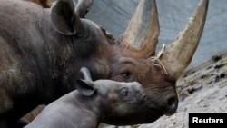 FILE - A 10-day old male rhinoceros calf stands next to its mother 'Kumi' in their enclosure at the zoo in Berlin. The baby rhino, who is yet to be named, is its mother's second offspring.