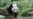 Giant Panda Bao Bao Prepares for China Move