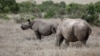A black rhino calf, left, and its mother are seen at the Ol Pejeta Conservancy in Laikipia National Park near Nanyuki, Kenya, May 22, 2019.