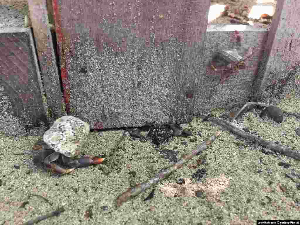 Hermit crabs are everywhere at Salt River Bay.