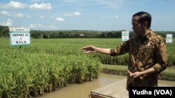 Presiden Jokowi memberi makan ikan di lahan persawahan di Boyolali, Sabtu, 29 Oktober 2016 (Foto: VOA/Yudha)