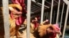 La grippe aviaire H5N1 signalée dans une ville sénégalaise