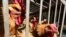 Des poules en cage.