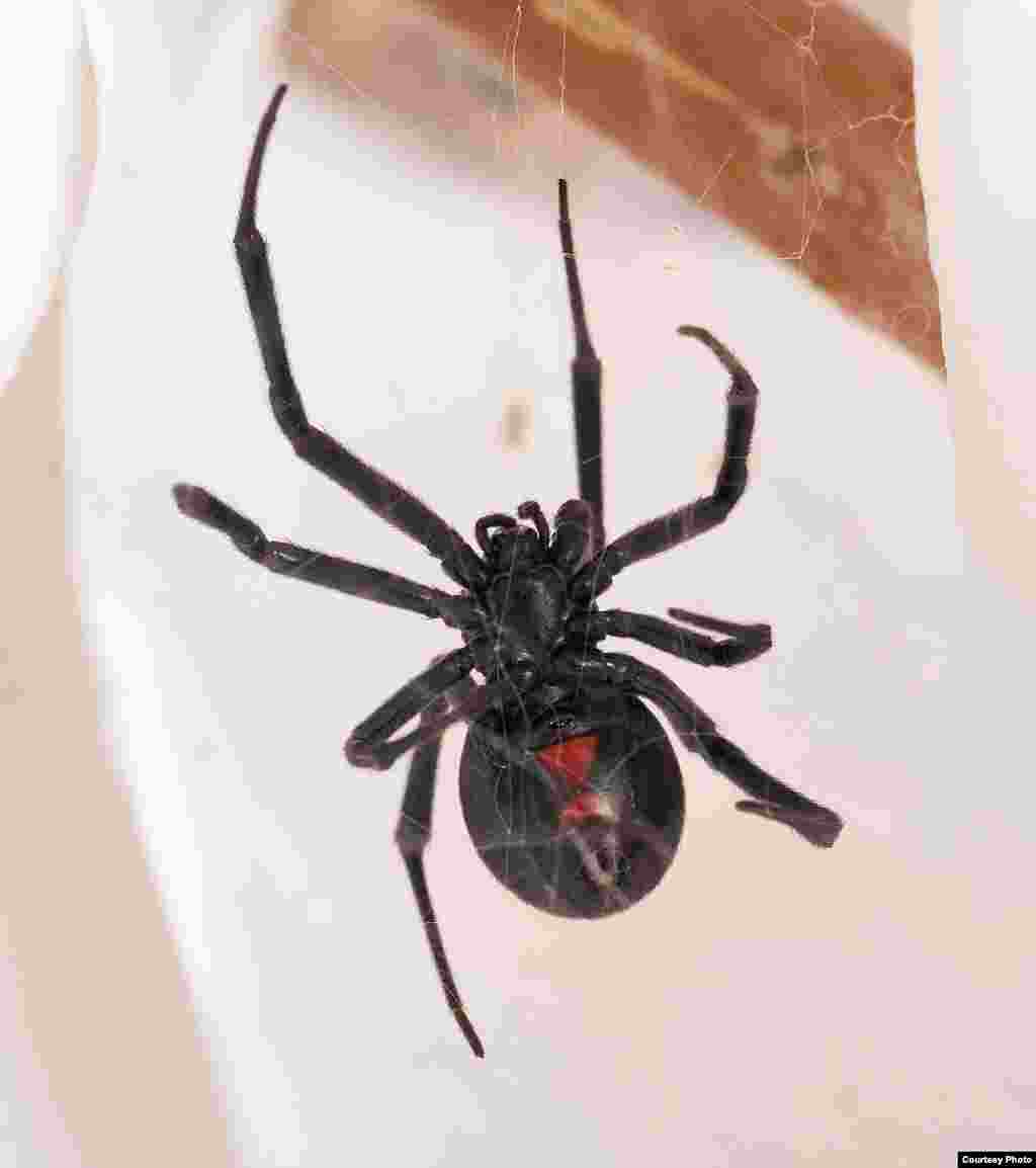 One of the few species harmful to people in North America, a black widow often features a red hourglass shape on its underside. (© AMNH\R. Mickens)