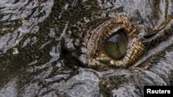 This crocodile lives at Panagator, a sustainable crocodile farm on the outskirts of Panama City, 2015. (REUTERS Photo/Carlos Jasso)