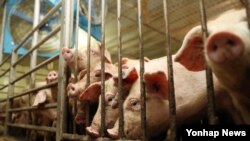 울산에 폭염경보가 내려진 8일 울주군 두서면 돼지 농가에서 대형 선풍기가 열기를 식히고 있다. 