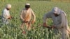 Afghan Opium Production Soars