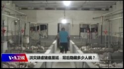 时事大家谈：洪灾肆虐，猪瘟蔓延，背后隐藏多少人祸？