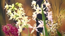 Orchids Bring Joy, Inspire Artists in New Exhibit