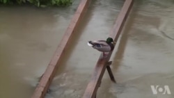 Poplave u Bosanskoj Krupi