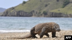 Komodo berkeliaran di pantai Pulau Komodo, habitat alami kadal terbesar di dunia. Indonesia telah mendeklarasikan pulau-pulau itu sebagai taman nasional pada tahun 1980 untuk melindungi komodo. (Foto: AFP)