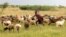 A boy tends goats in Karamoja, Uganda, where traditional animal herding is giving way to agriculture, August 27, 2012. (VOA - H. Heuler)