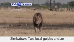 VOA60 Africa- Zimbabwe: Two local guides and an American dentist face possible criminal charges for killing Cecil the Lion- July 29, 2015