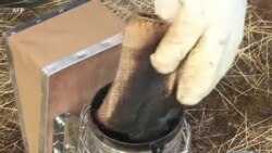 Des cours d’apiculture pour aider les réfugiés à oublier leur passé