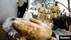 "Charlie", chien renifleur nommé de Wildlife Service (KWS) Kenya a aidé à retrouver une cargaison de défenses d'éléphants emballés dans une caisse en bois dans le parc national de Nairobi, au Kenya, 30 septembre 2009. 