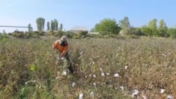 Deca i tinejdžeri rade u poljoprivredi bez odgovarajuće zaštite