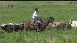 Mengenal Kehidupan Sebagai Cowboy