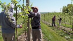 Pennsylvania Farmers Fear Labor Shortage from Immigration Crackdown
