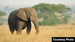 An African savanna elephant is seen in this undated photograph. New research indicates the animals are able to understand human gestures without training. (Julie Larsen Maher/WCS)