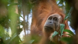 Quiz - Scientists Discover New Orangutan Species