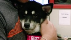 Why Are Dogs Such Doting Companions? It's in Their Genes