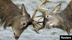 全球野生动物数量减少