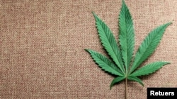 In this file photo, a marijuana leaf is displayed at Canna Pi medical marijuana dispensary in Seattle, Washington, on November 27, 2012. (REUTERS/Anthony Bolante)