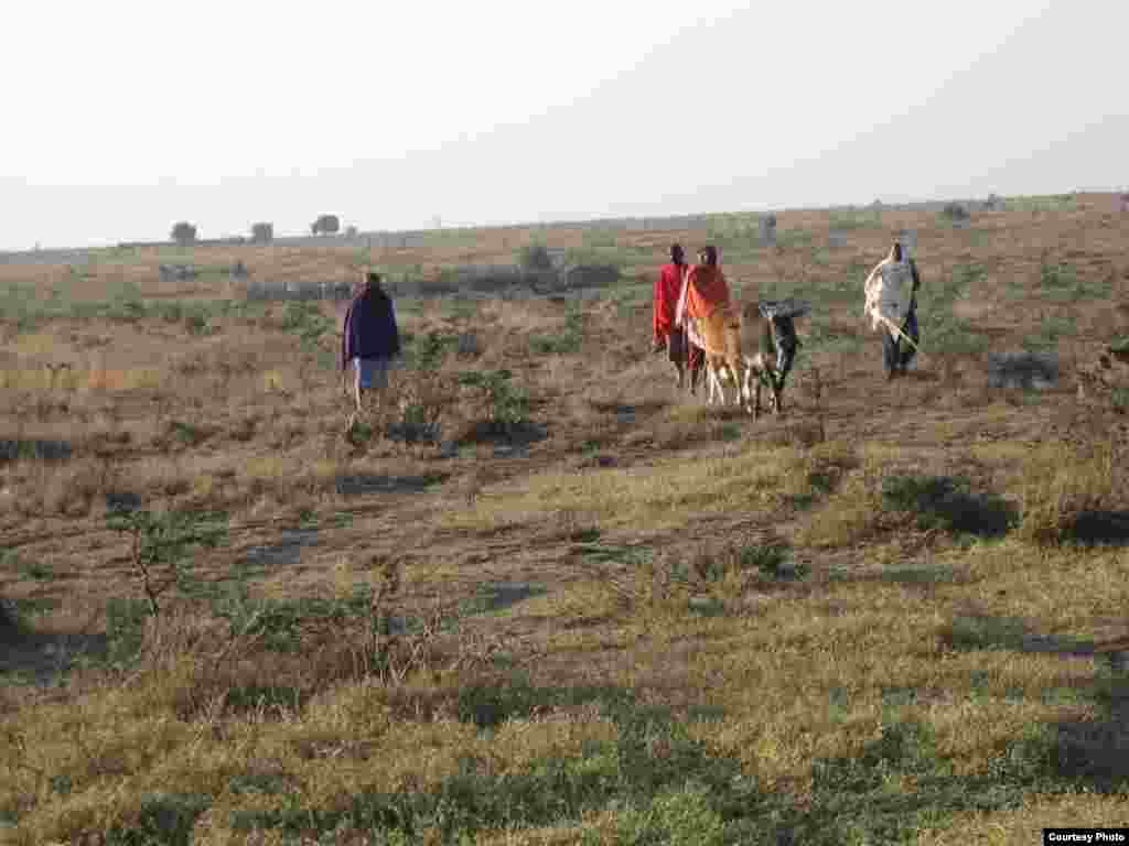 The Maasia people in Kenya are an example of a community whose livelihood will likely be strongly impacted by continuing defaunation. (Jack Silange)