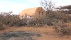 በሶማሌላንድ ርሃብ በርትቷል