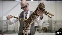 A man evaluates a Bengal cat during the Paris Animal Show on January 14, 2018 in Paris. 