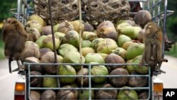 Monyet-monyet naik di truk pikap berisi kelapa yang mereka kumpulkan dari sebuah perkebunan di provinsi Chumphon, Thailand selatan,3 November 2006. (Foto: dok).