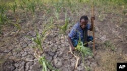 Seorang petani menunjukka panennya yang gagal di daerah Megenta di Afar, Ethiopia (26/1). Ia mengatakan kehilangan 100 persen tanamannya.