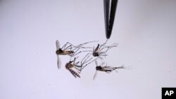 រូបឯកសារ៖ អ្នកស្រាវជ្រាវវិទ្យាសាស្ត្រ​ពិនិត្យមើល​សត្វមូស នៅមន្ទីរពិសោធន៍មួយ​ក្នុង​ប្រទេសកូឡុំប៊ី កាលពីថ្ងៃទី១០ ខែសីហា ឆ្នាំ២០២៣។