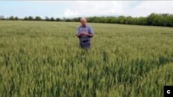 ბური ფერმერის მიერ სართიჭალაში მოყვანილი ხორბალი