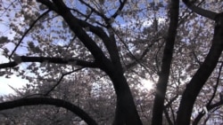 นักท่องเที่ยวแห่ชมดอกซากุระบานกลางกรุงวอชิงตัน