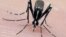The Asian tiger mosquito, an invasive, disease-carrying pest, may spread to new areas as a result of global warming. The mosquito breeds faster in warmer temperatures. It's a known carrier of the Chikungunya virus. (AP Photo/Jim Newman, University of Flo
