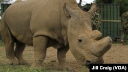 Sur les 1.338 rhinocéros tués dans le monde l'an dernier par des braconniers, 1.175 venaient d'Afrique du Sud.