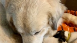 Ordinary ໝາຍຄວາມວ່າ ປົກກະຕິ ບໍ່ແຕກຕ່າງ ຫຼື ພິເສດ, ການເປັນປົກກະຕິ ແມ່ນການມີຄຸນນະພາບ ຍົດຕໍາແໜ່ງ ຫຼືຄວາມອາດສາມາດທົ່ວໄປ