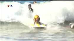 Kompetisi Selancar untuk Anjing