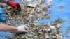 Volunteers sort micro-plastic waste collected on an island of the Etang de Berre during a clean-up operation at the initiative of the NGO 'Wings of the Ocean' on June 2, 2021 in Martigues, southern France. 